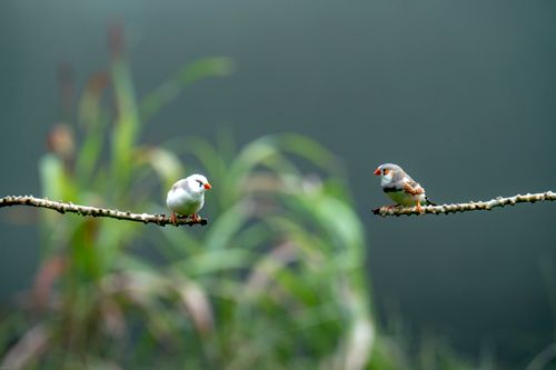 Free Two Zebra Finches sitting on separate branches against a blurred leafy backdrop. Stock Photo