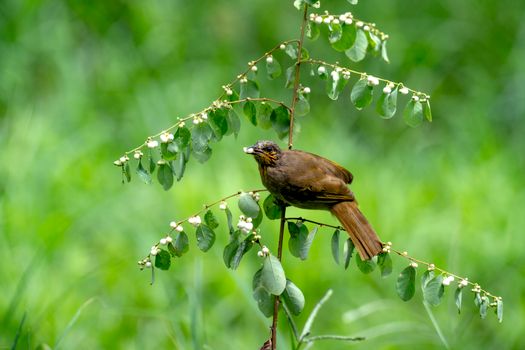 bird photo