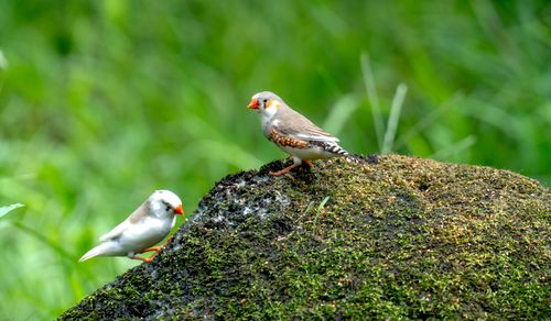 Free Close-up of two zebra finches standing on a mossy rock in a lush green environment. Stock Photo