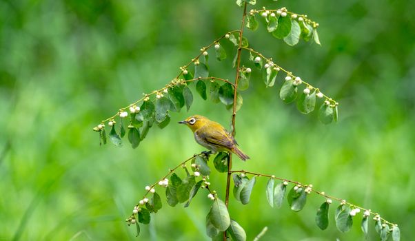 A small yellow-green bird perched on a leafy branch amidst a vibrant green background.
