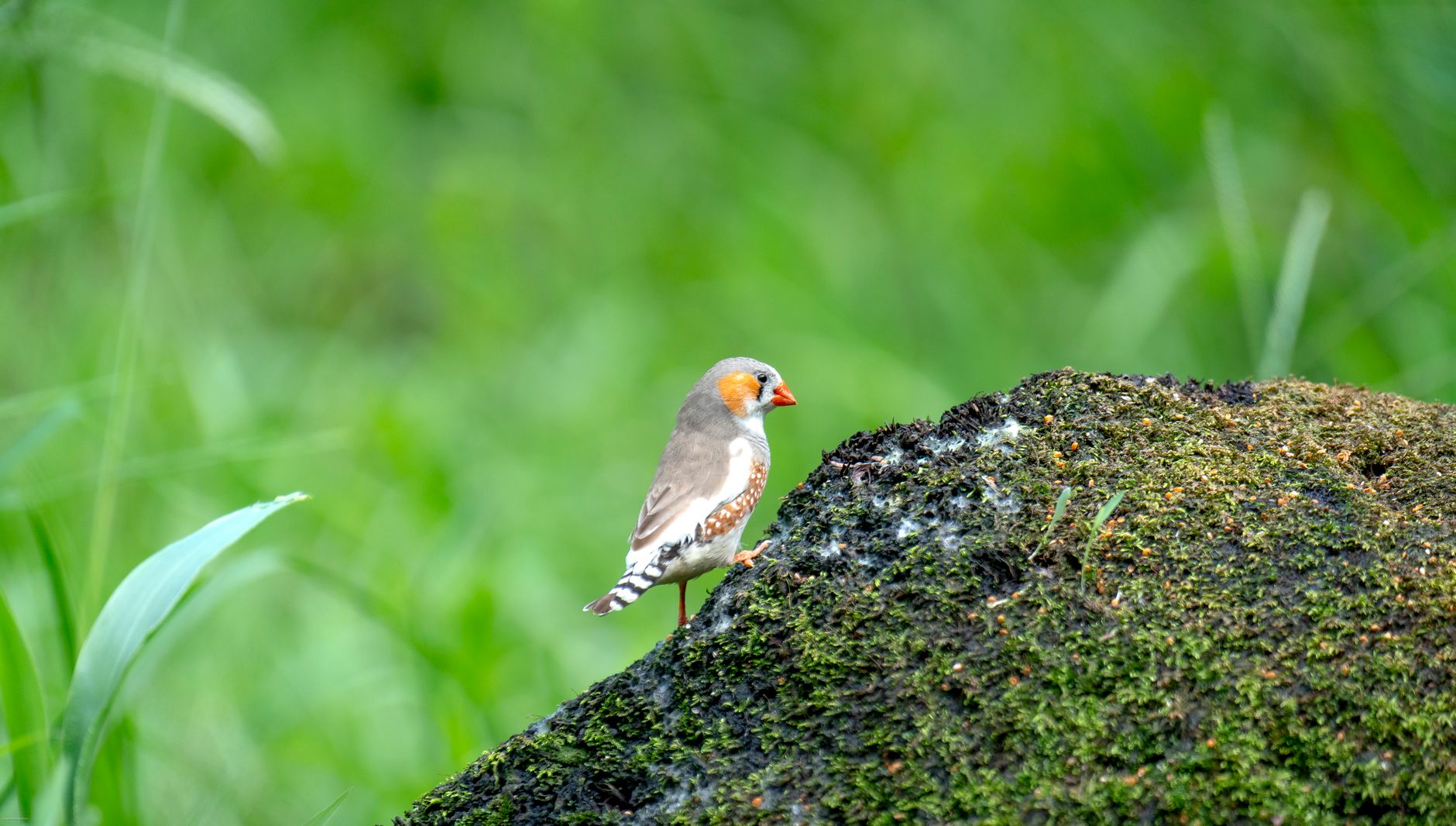 Zebra finch perched on a moss-covered rock in lush green surroundings, showcasing nature's beauty.