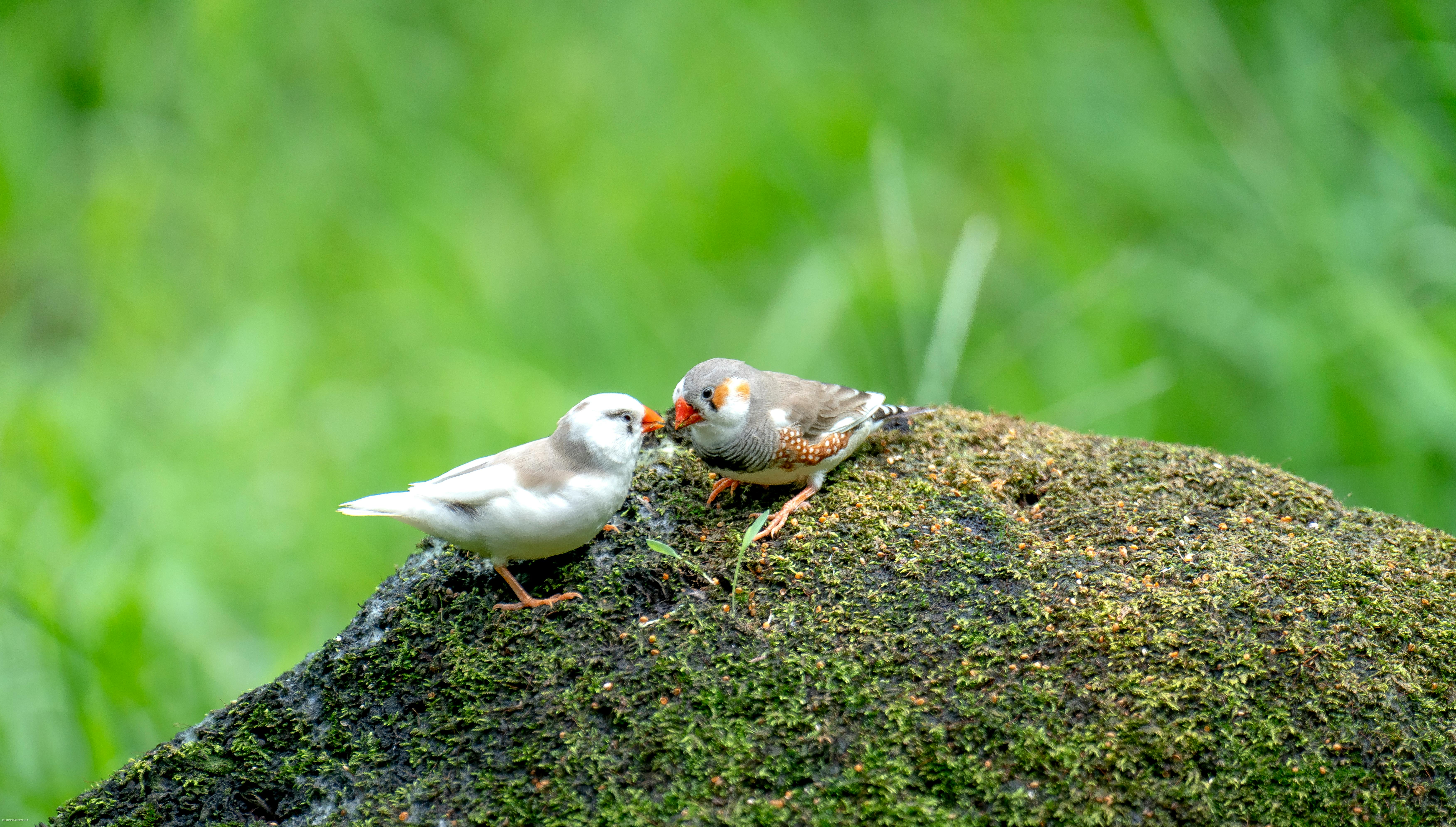 Unleash Your Inner Ornithologist: The Ultimate 2026 Guide to Smart Bird Feeders That Pay for Themselves!