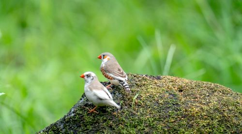 Free Close-up of two Zebra Finches on a moss-covered rock in a vibrant green setting. Stock Photo