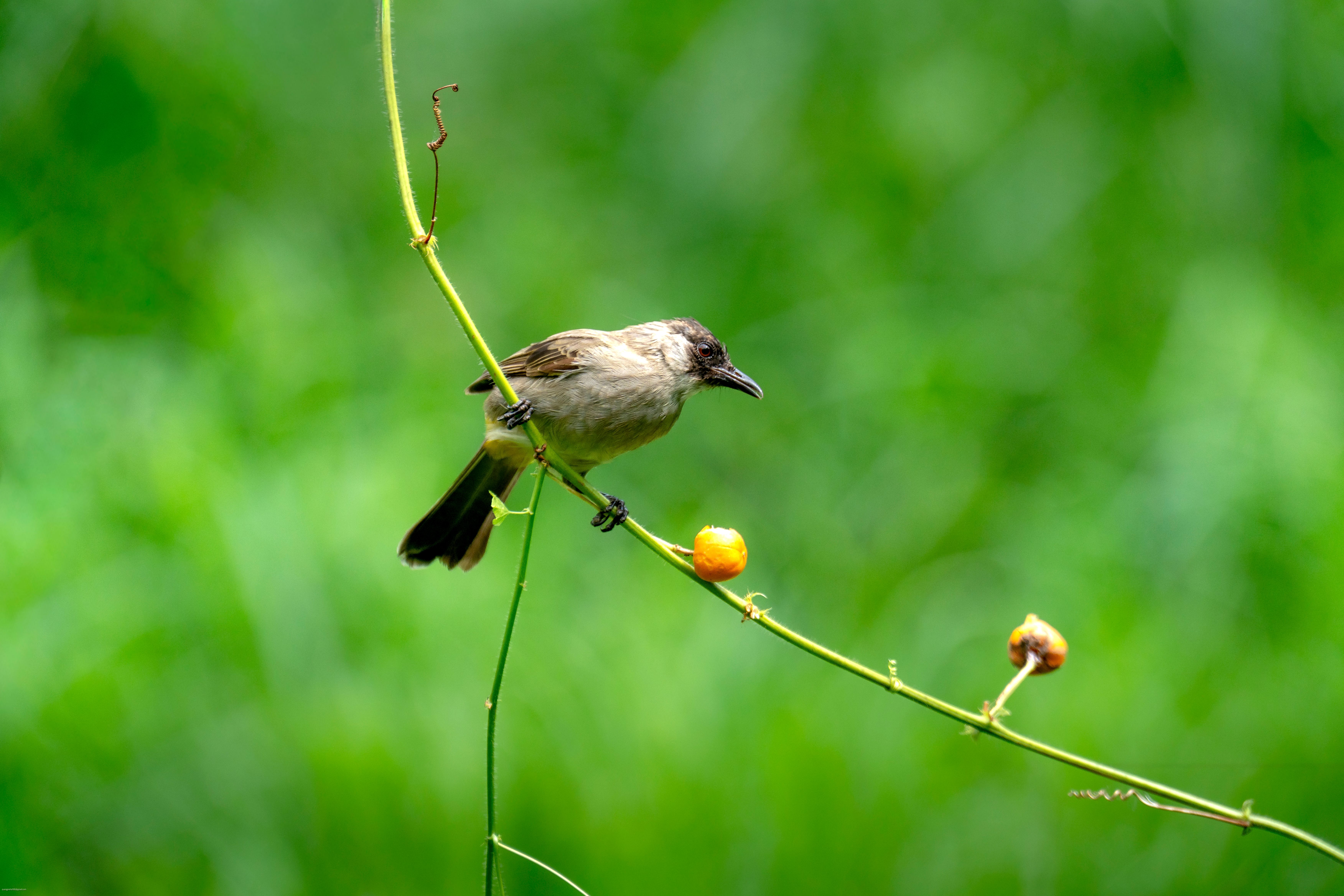 A small bird perched on a thin branch amidst vibrant green foliage.