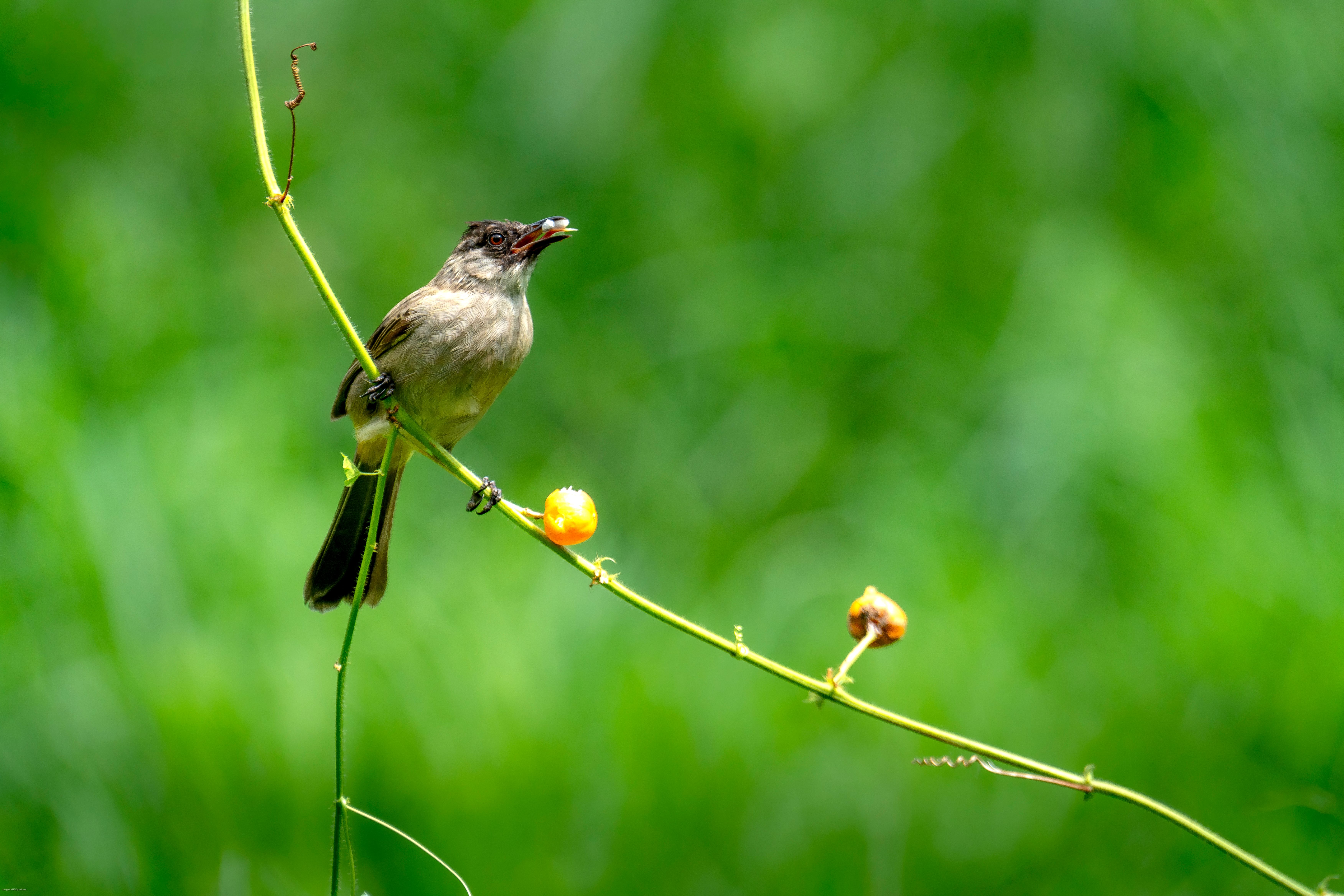 A detailed shot of a bird resting on a vine against a lush green background.