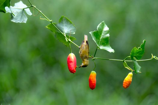 A small bird delicately feeds on red fruit amidst lush green foliage in a serene outdoor setting.