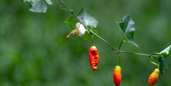 A vibrant Oriental White-eye bird perched on a green vine with red berries.