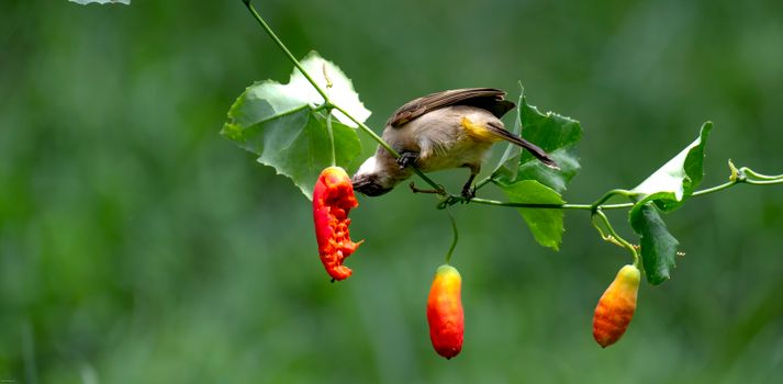 A bird perched on a branch eating a bright red chilli pepper against a green leafy background.