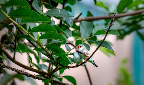 Free Two zebra finches rest on a lush green branch in a serene outdoor setting. Stock Photo