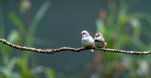 Free Two zebra finches resting on a branch against a blurred natural background. Stock Photo