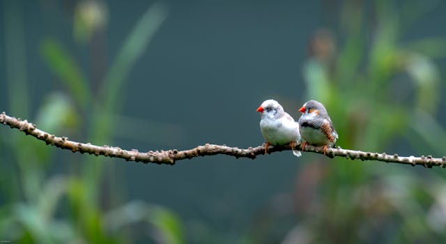 Due diamanti mandarini appollaiati su un ramo in un tranquillo ambiente esterno.