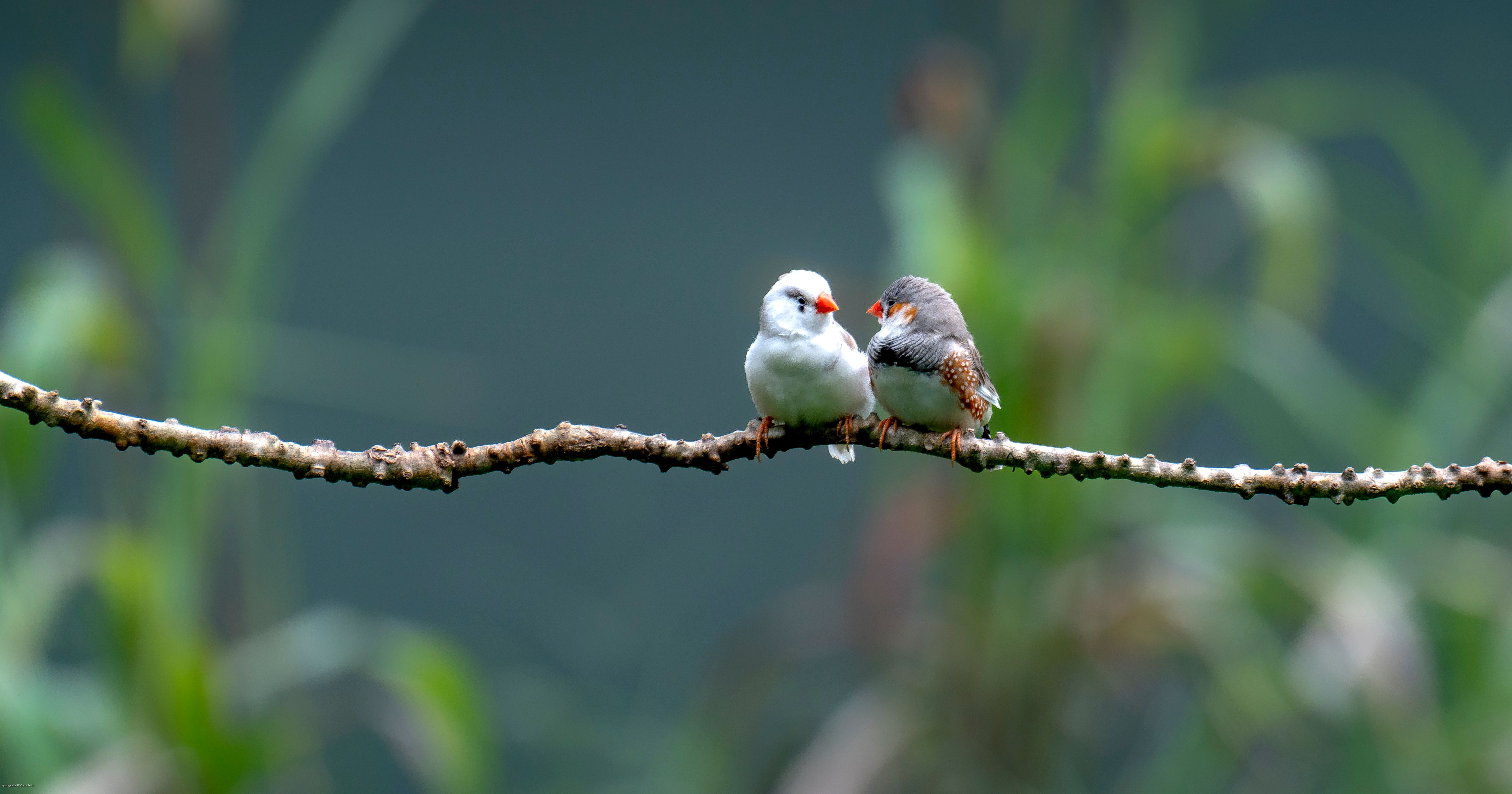 Buy Taeniopygia guttata in Zebra Finch, Nuapada - For Sale