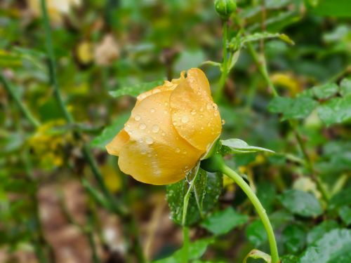 Free Detailed close-up of a dewy yellow rosebud with fresh raindrops, set against lush green foliage. Stock Photo