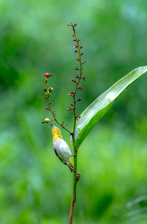 Free A yellow-headed bird perched on a tropical plant with vibrant green foliage. Stock Photo