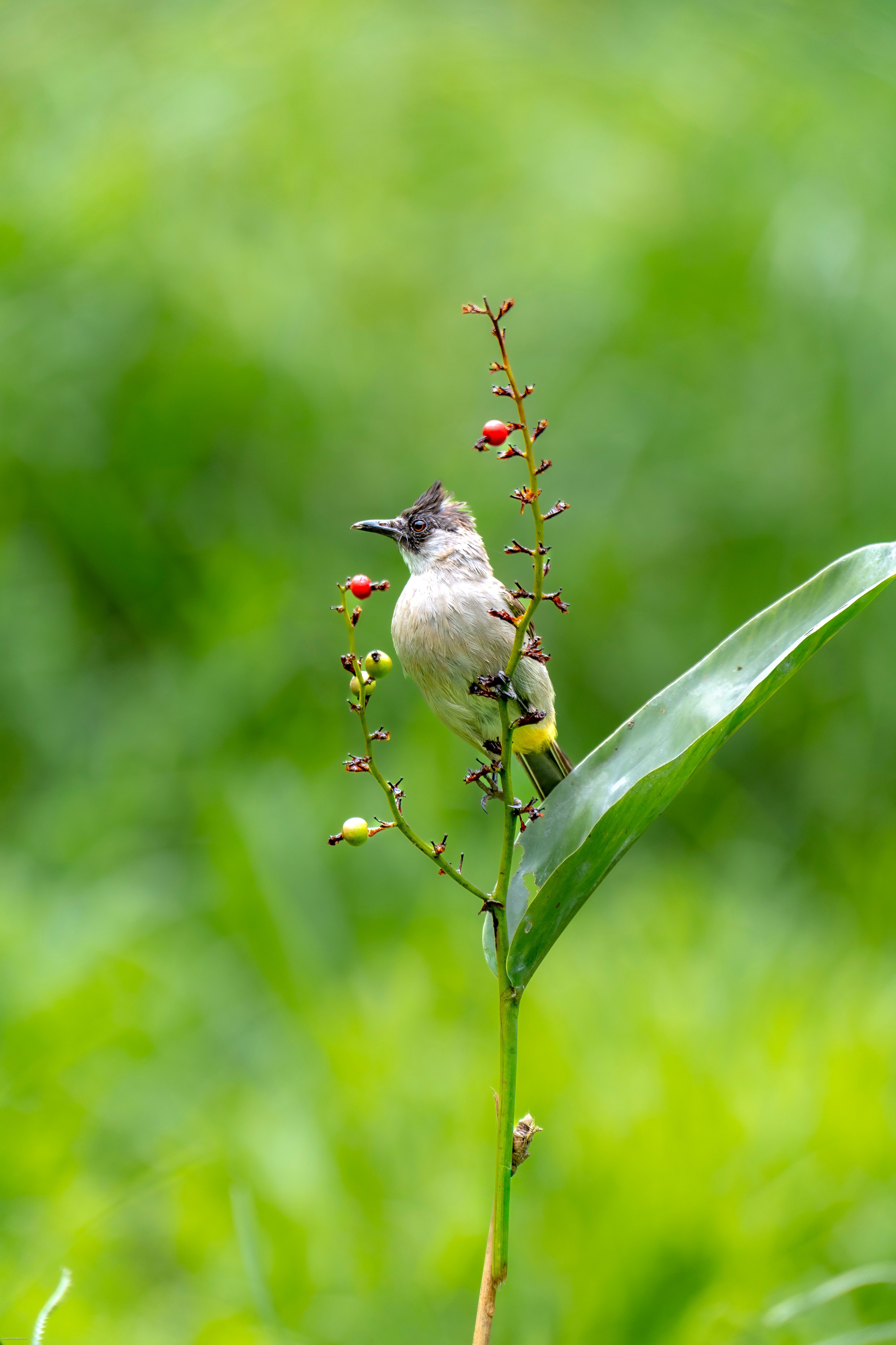A vibrant bulbul perched on a branch with bright green foliage, showcasing nature's vivid colors.