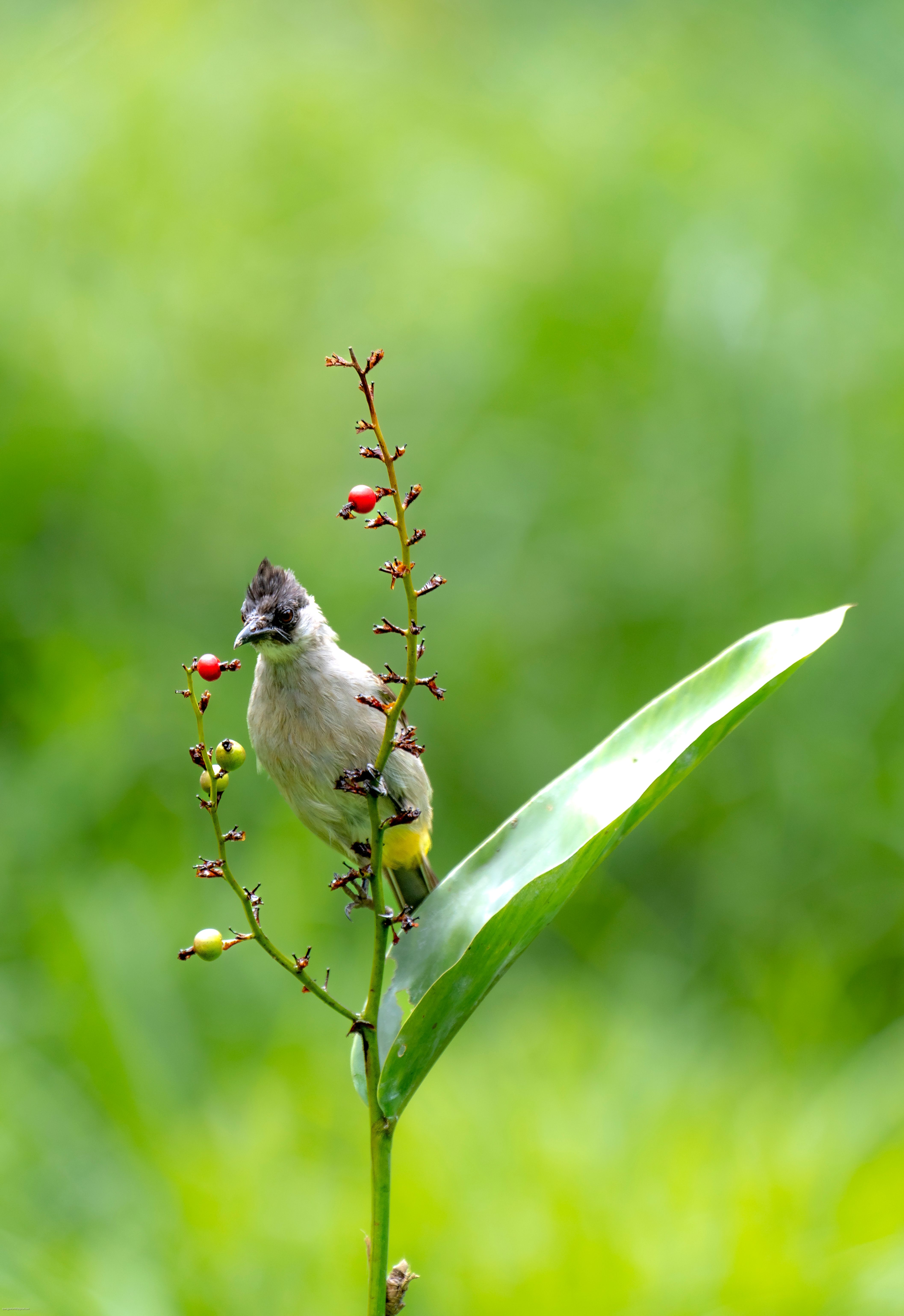 A bulbul bird perched on a flowering plant amidst a lush green field, capturing the essence of nature.