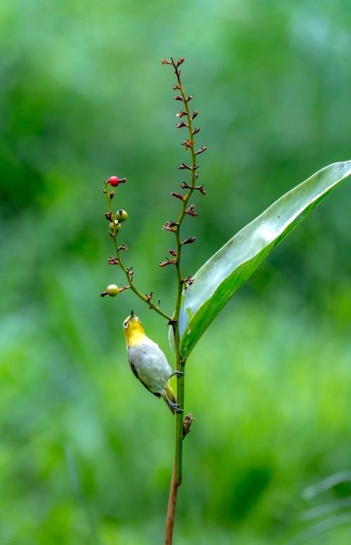 Free A colorful bird perched on a tropical plant branch against a lush green background. Stock Photo