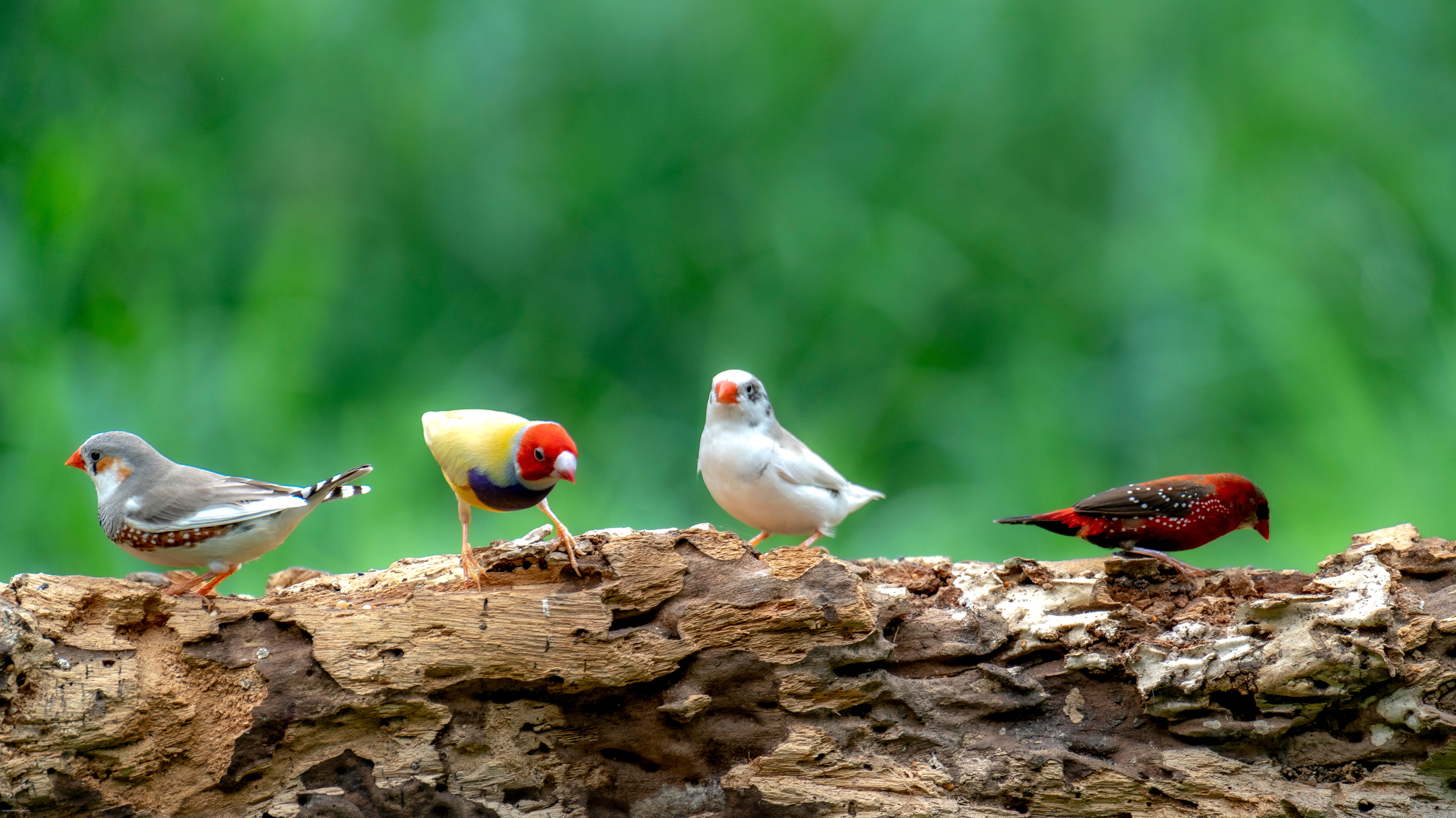 worms finches