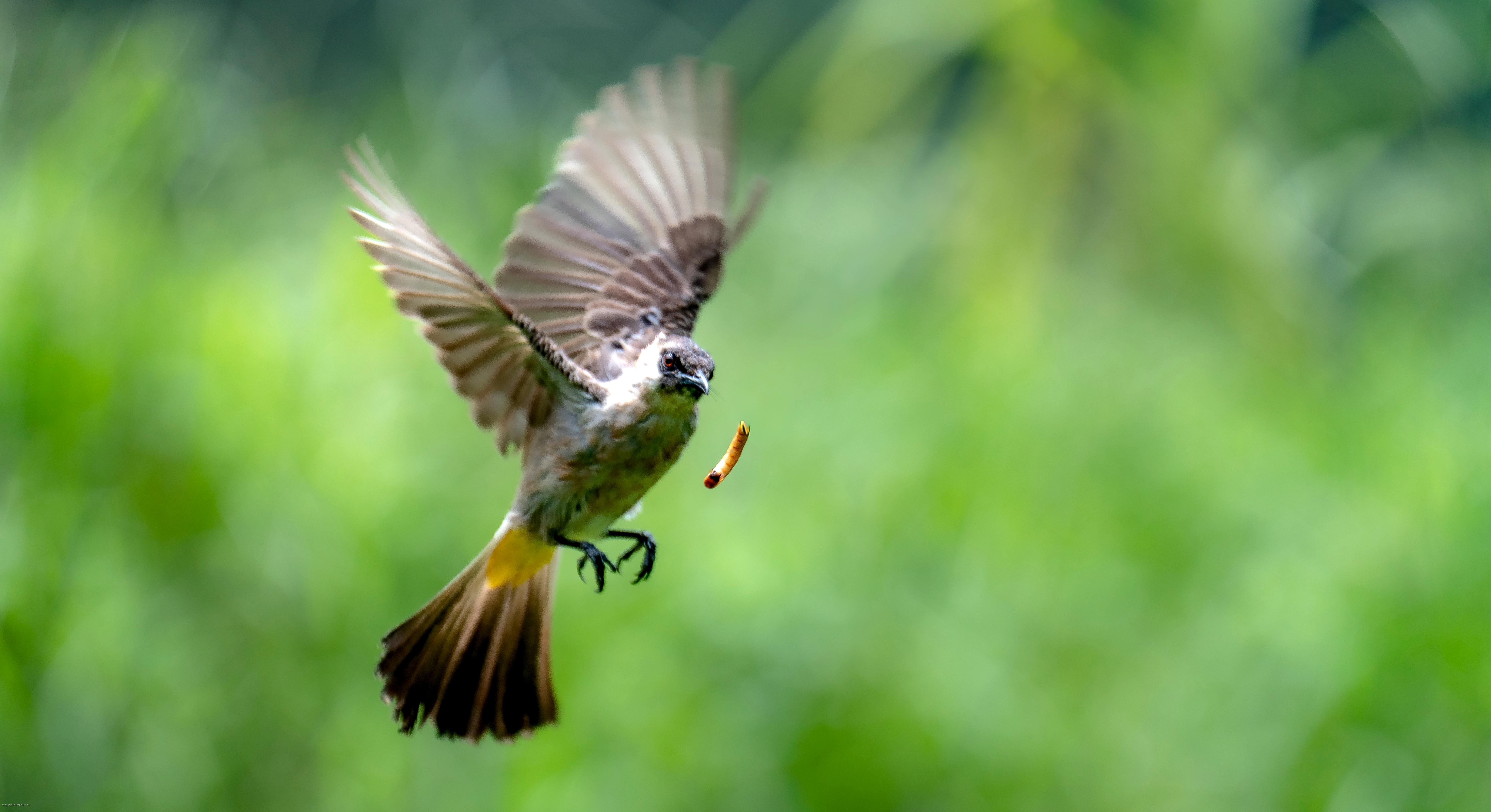Action shot of a bird catching prey mid-air with blurred green background.