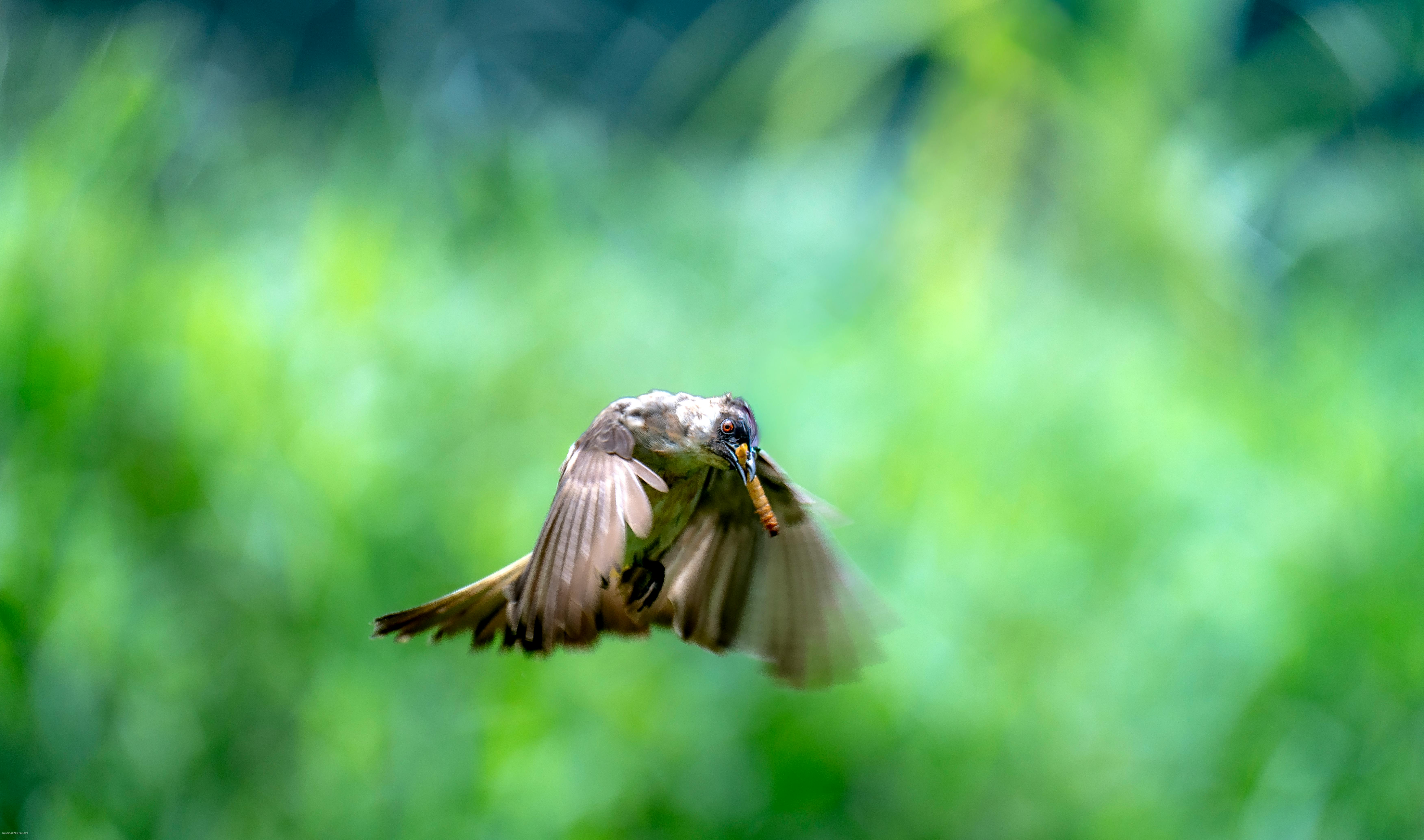 Captivating image of a bird mid-flight holding prey, set against a lush green background.