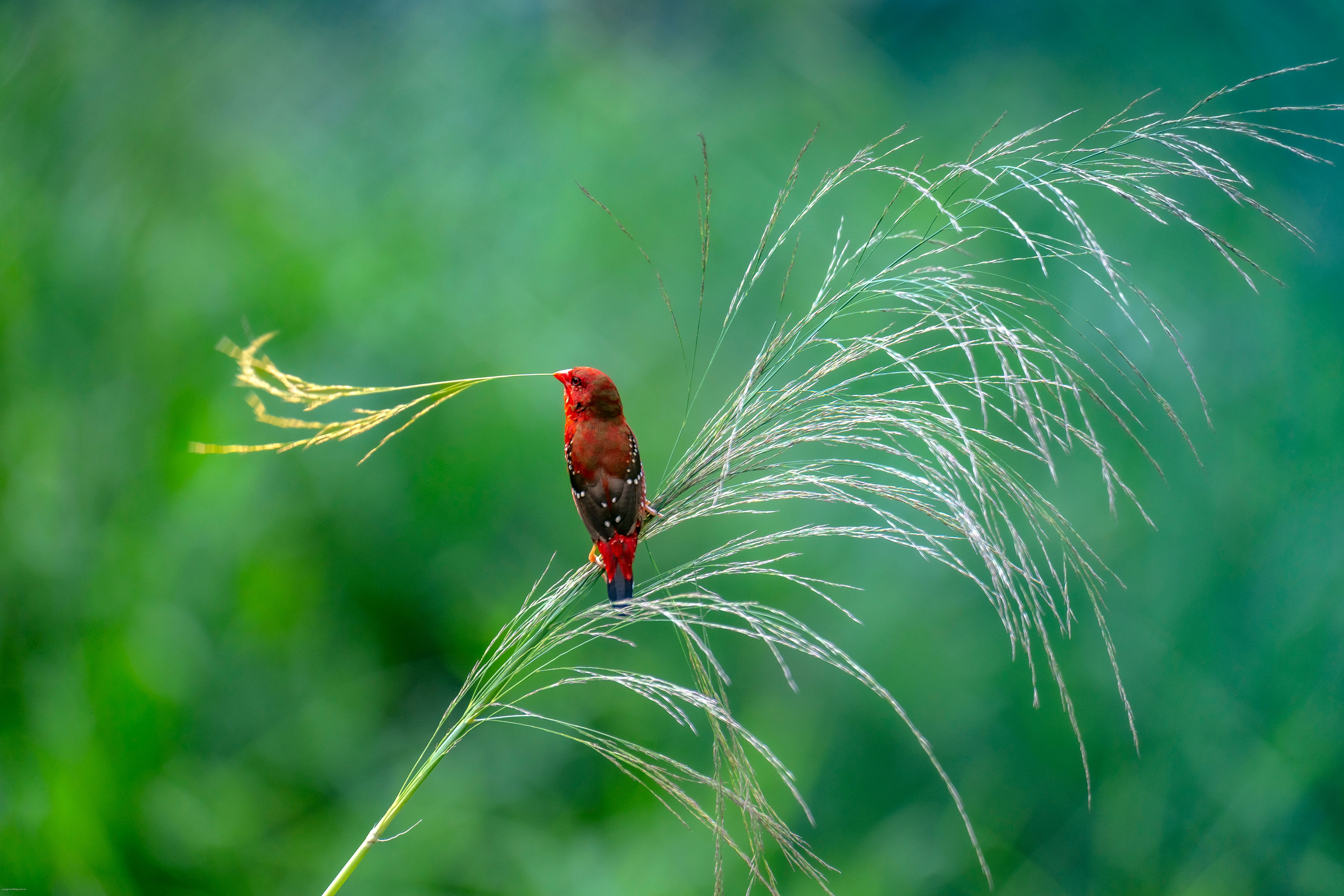 Top Ornamental Grasses for Bird Attraction