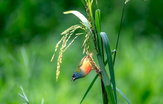 A vibrant bird clings to a rice plant, showcasing its colorful plumage against a lush, green background.