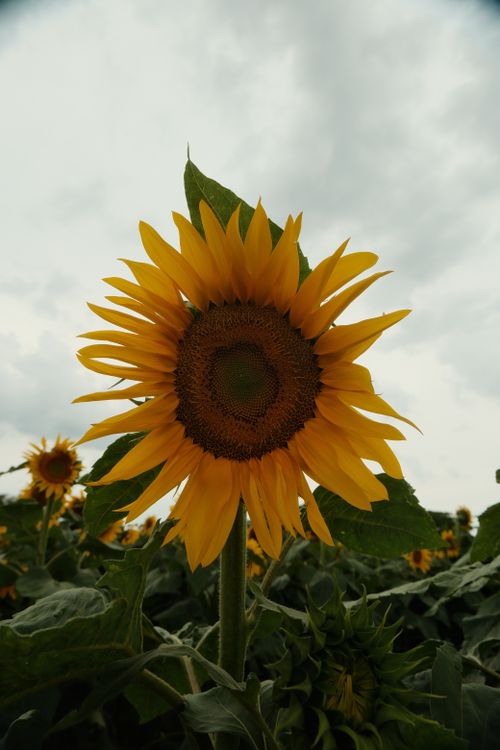 Free A vivid sunflower stands against a dramatic cloudy sky backdrop. Stock Photo