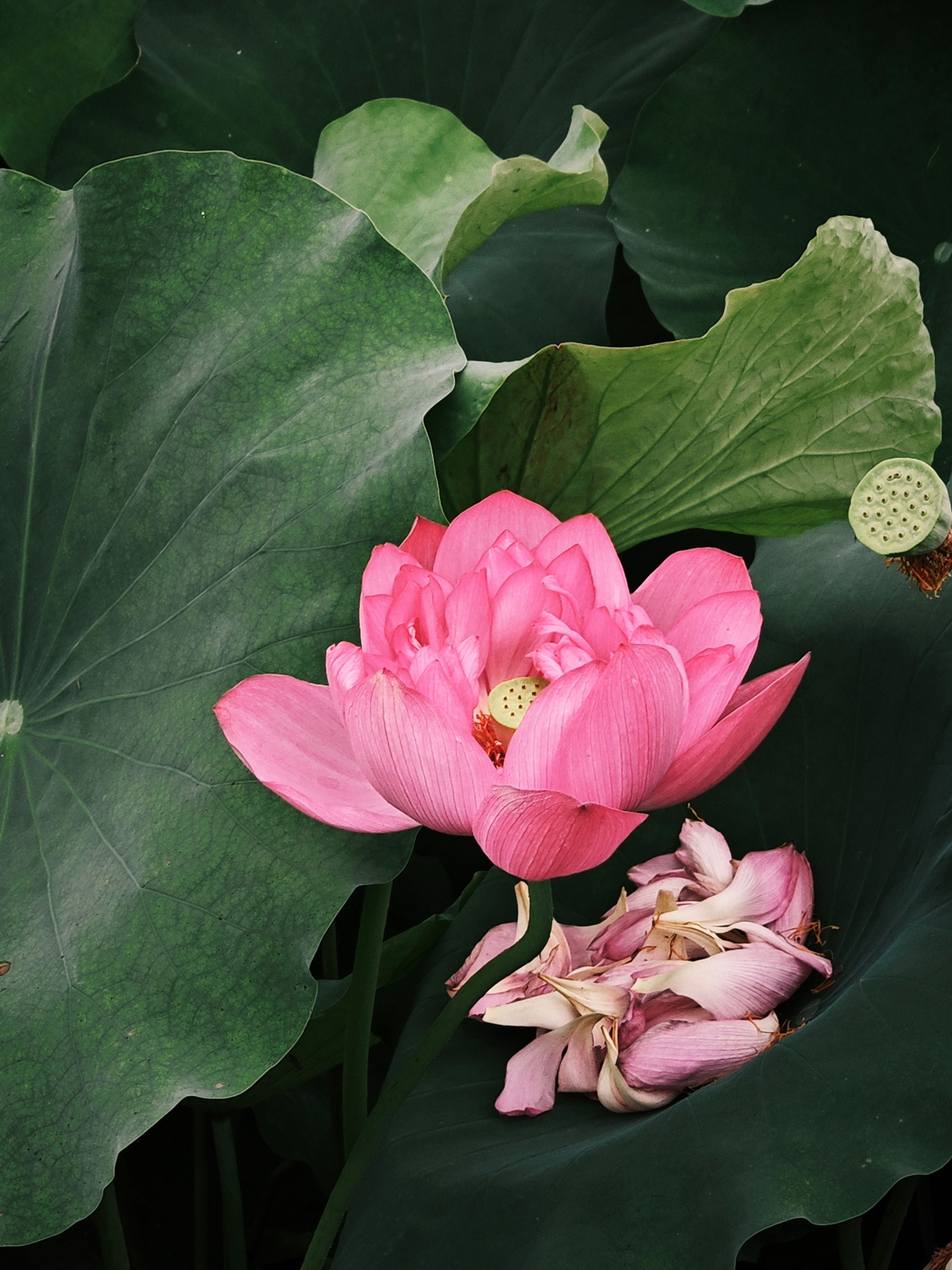 A stunning pink lotus flower in full bloom surrounded by lush green leaves.