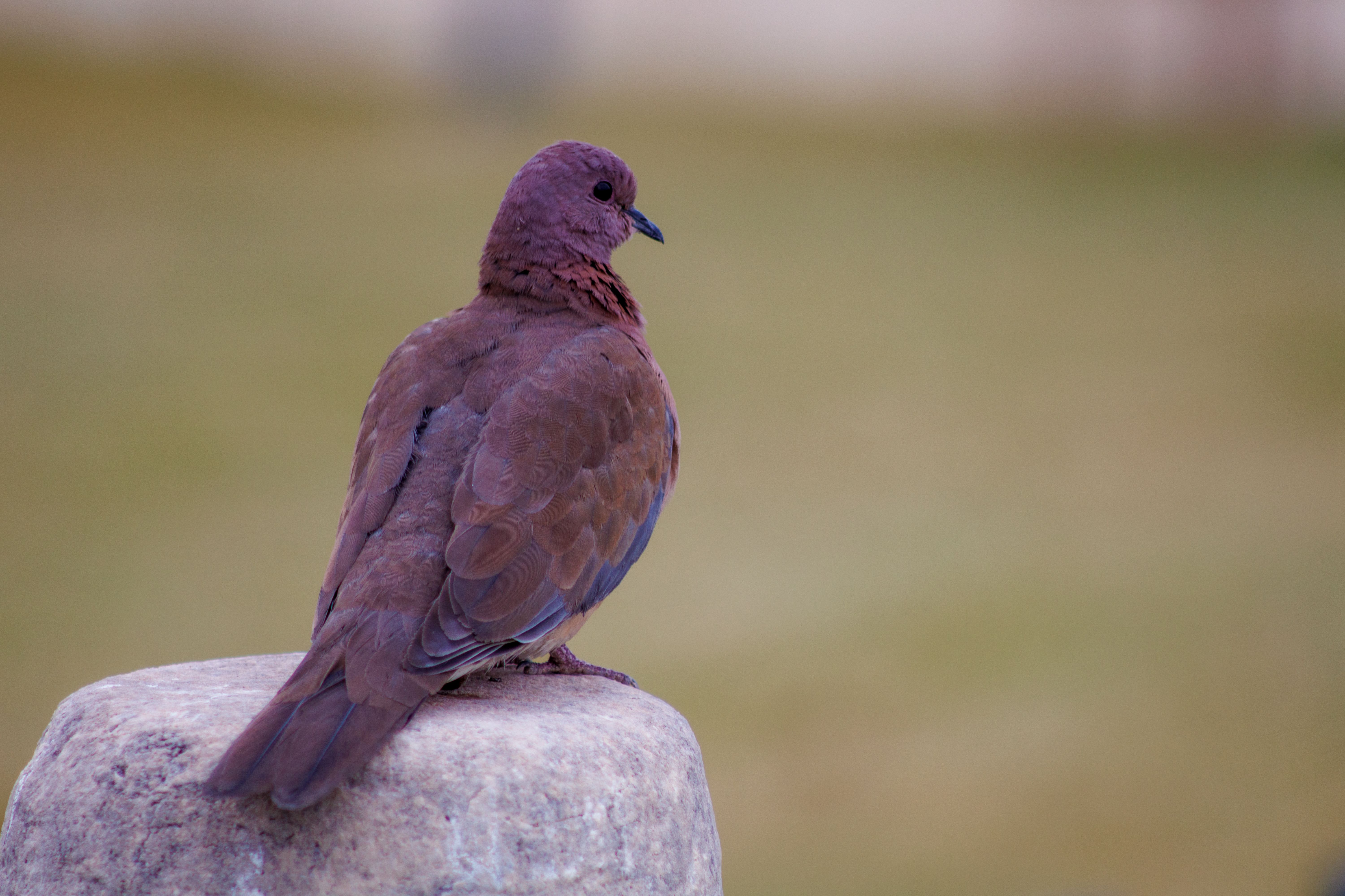 Close-up of a Bird on a Stone Perch · Free Stock Photo