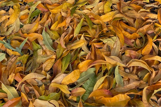 Free stock photo of ceegee's leaves