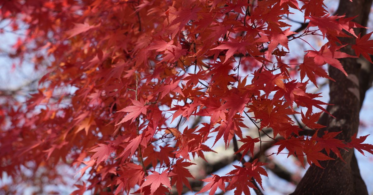 Kyoto temple garden with autumn foliage koyo