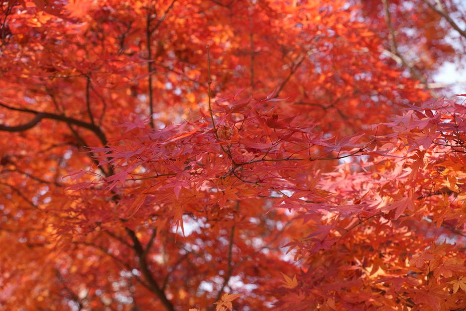 A small, elegant Japanese maple tree growing in a large pot, placed in dappled shade on a patio.