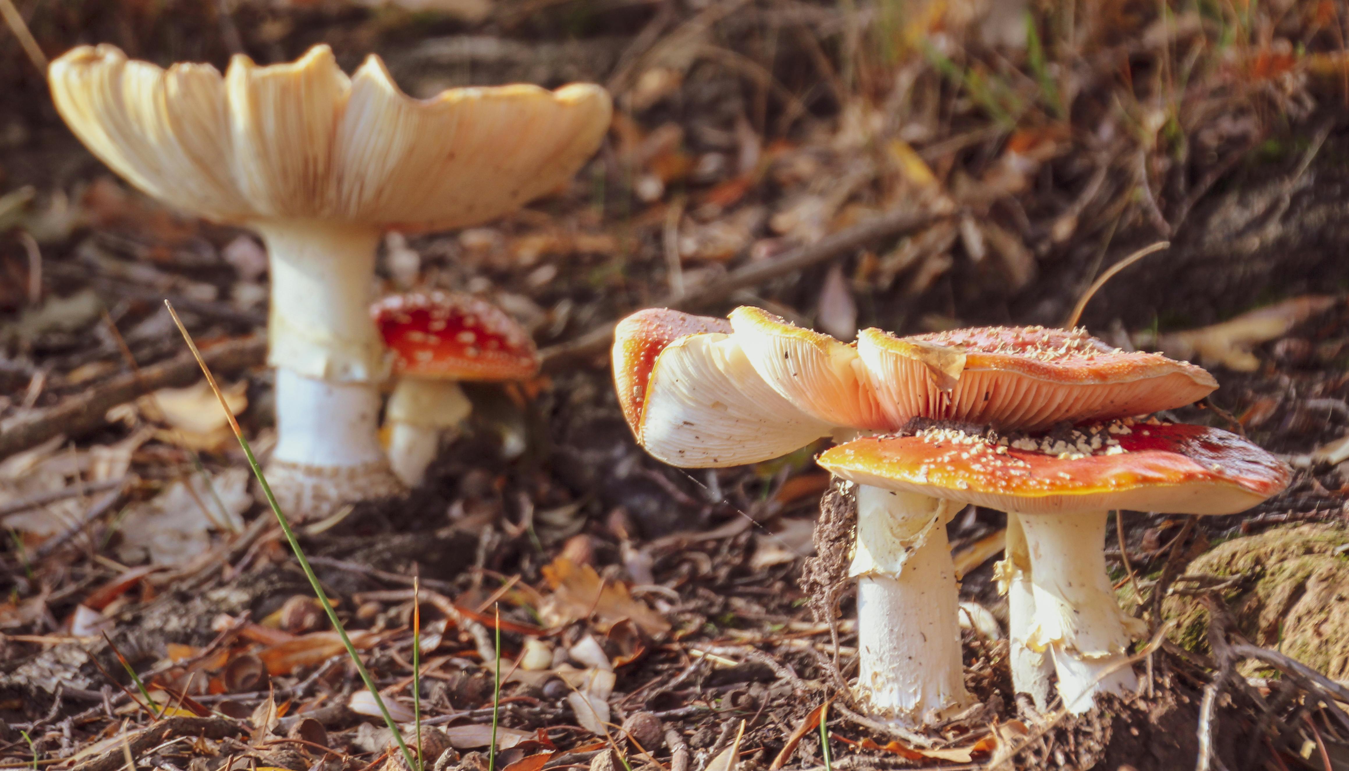 生活：本土首例球黴菌症 男疑因清潔貨櫃吸入感染