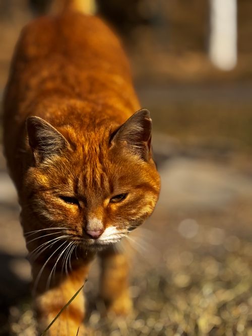Free A ginger cat prowls gracefully outdoors on a sunny day, showcasing its vibrant fur and focused gaze. Stock Photo