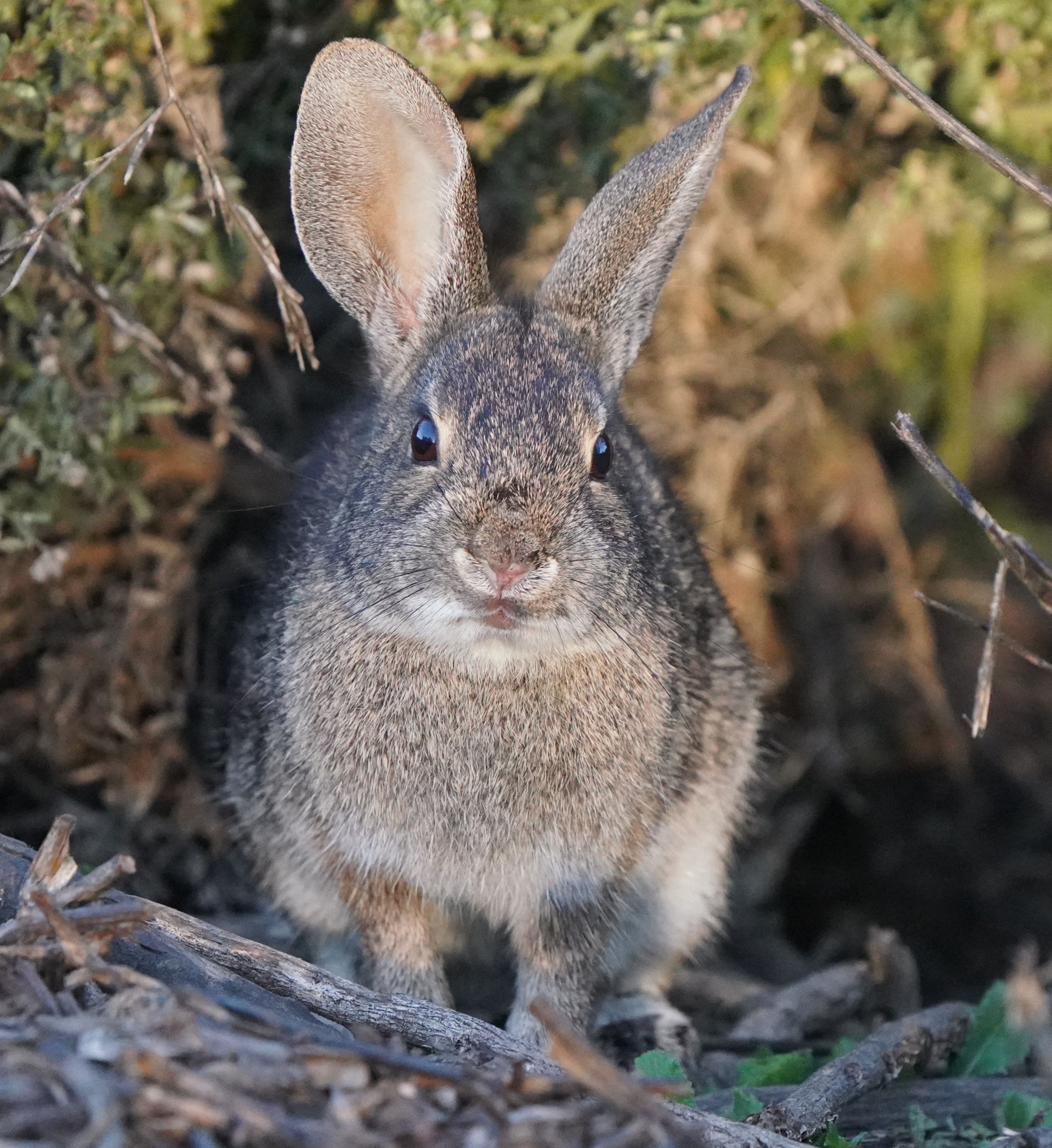 Wild Cottontail Rabbit in Goleta California · Free Stock Photo
