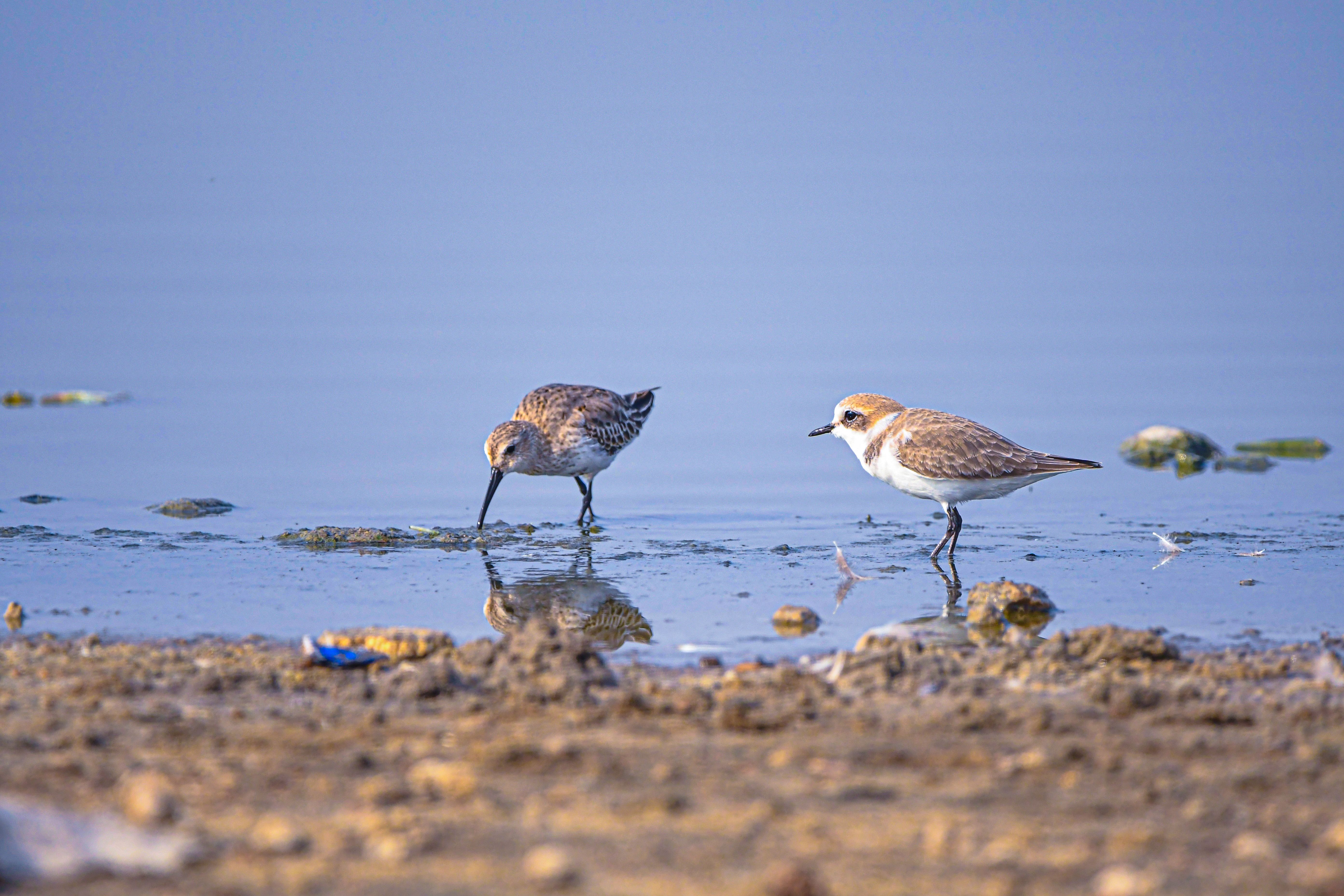 Two sandpipers search for food by the water's edge on a peaceful day.