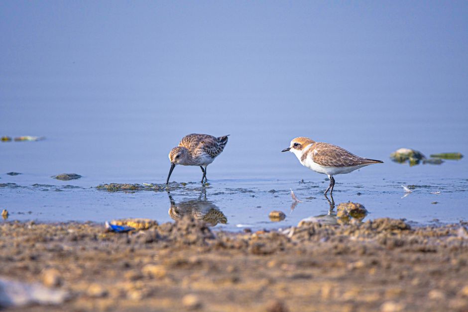 Two sandpipers search for food by the water's edge on a peaceful day.