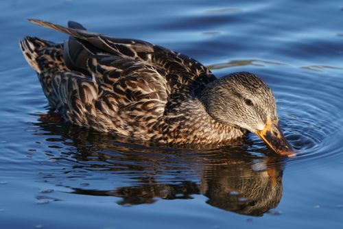 Free A female mallard duck peacefully swims in a pond in Goleta, California. Stock Photo