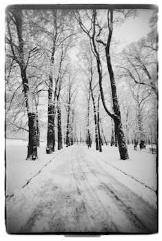 Tranquil snowy path through a serene winter forest with bare trees.
