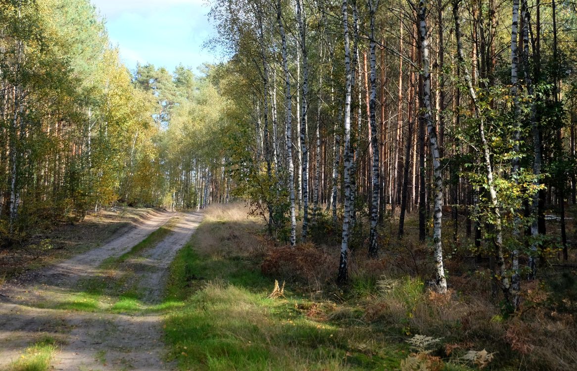Scenic Forest Pathway Through Birch Trees in Autumn · Free Stock Photo
