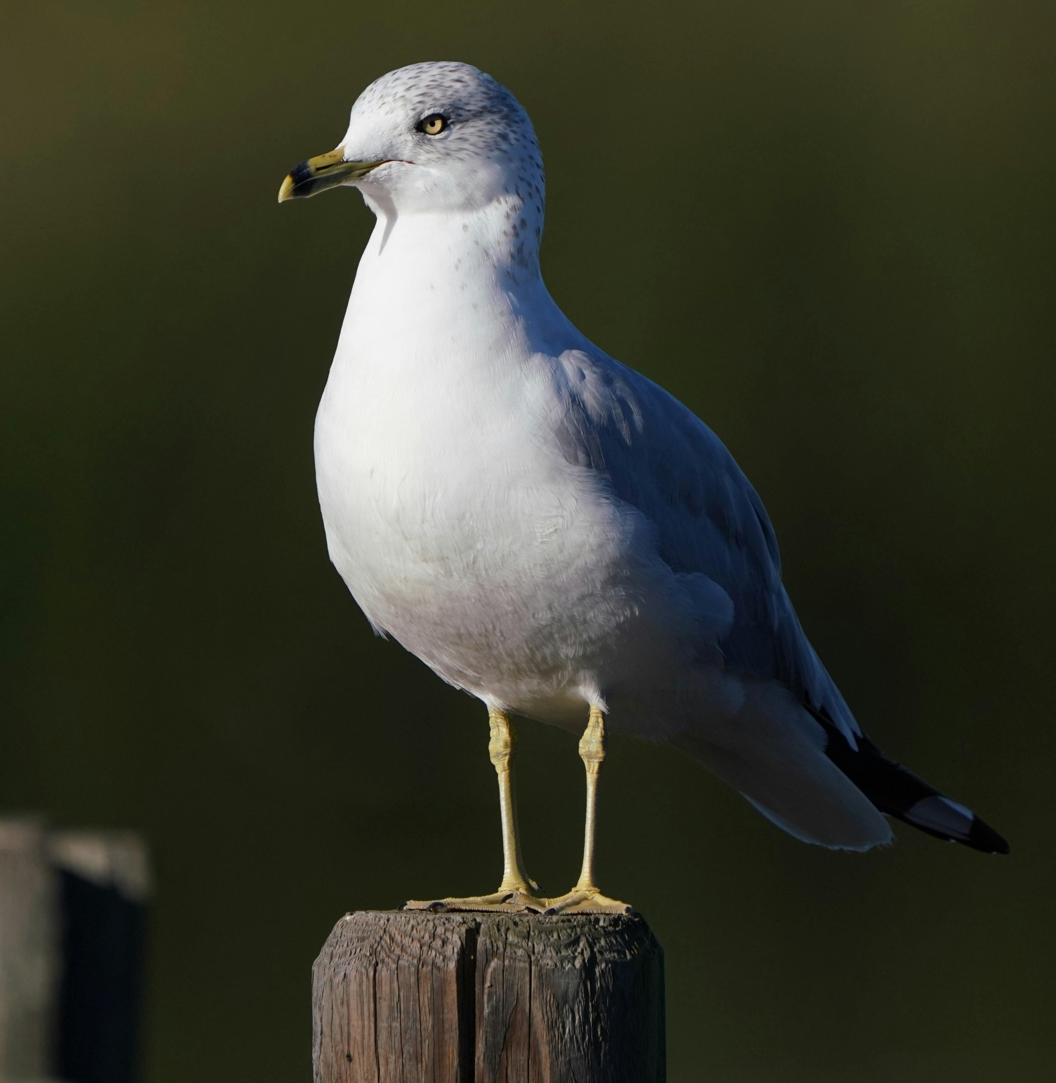 ABC Bets on Heat: Jimmy Kimmel Extended Through 2027 After Ratings Rebound