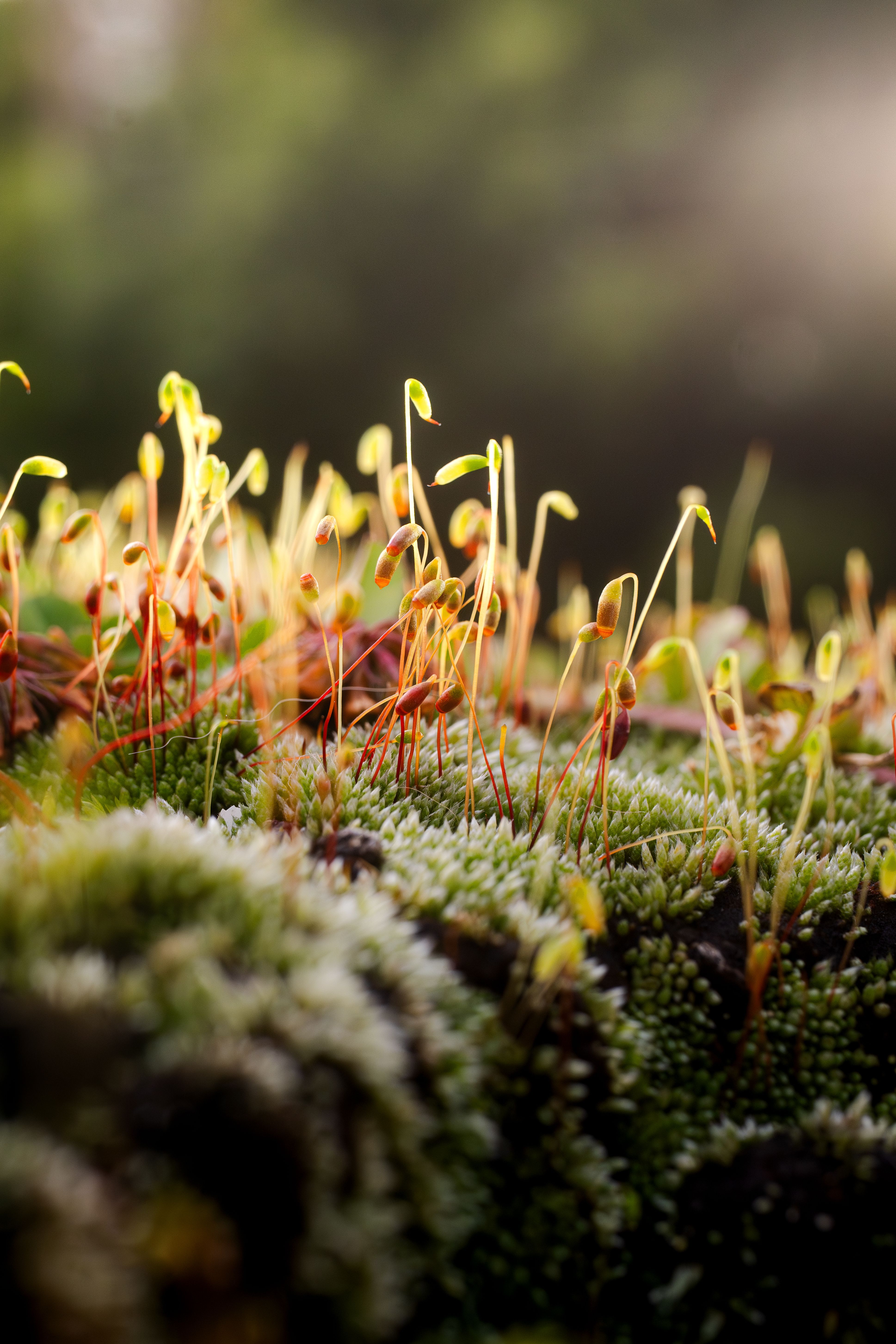 Vibrant Moss and Sprouts in Morning Light · Free Stock Photo