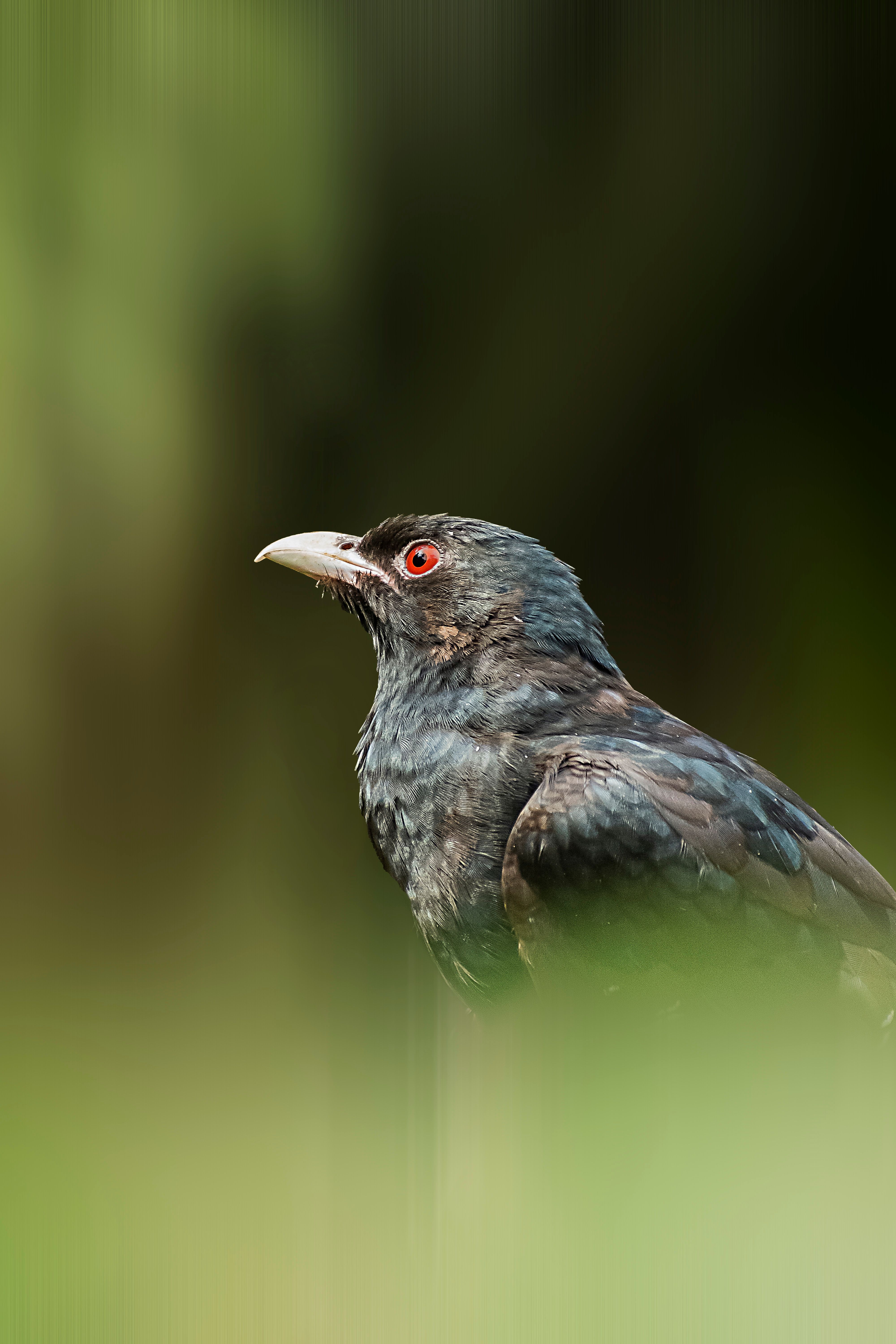 Close-up of an Asian Koel perched outdoors with blurred green background.