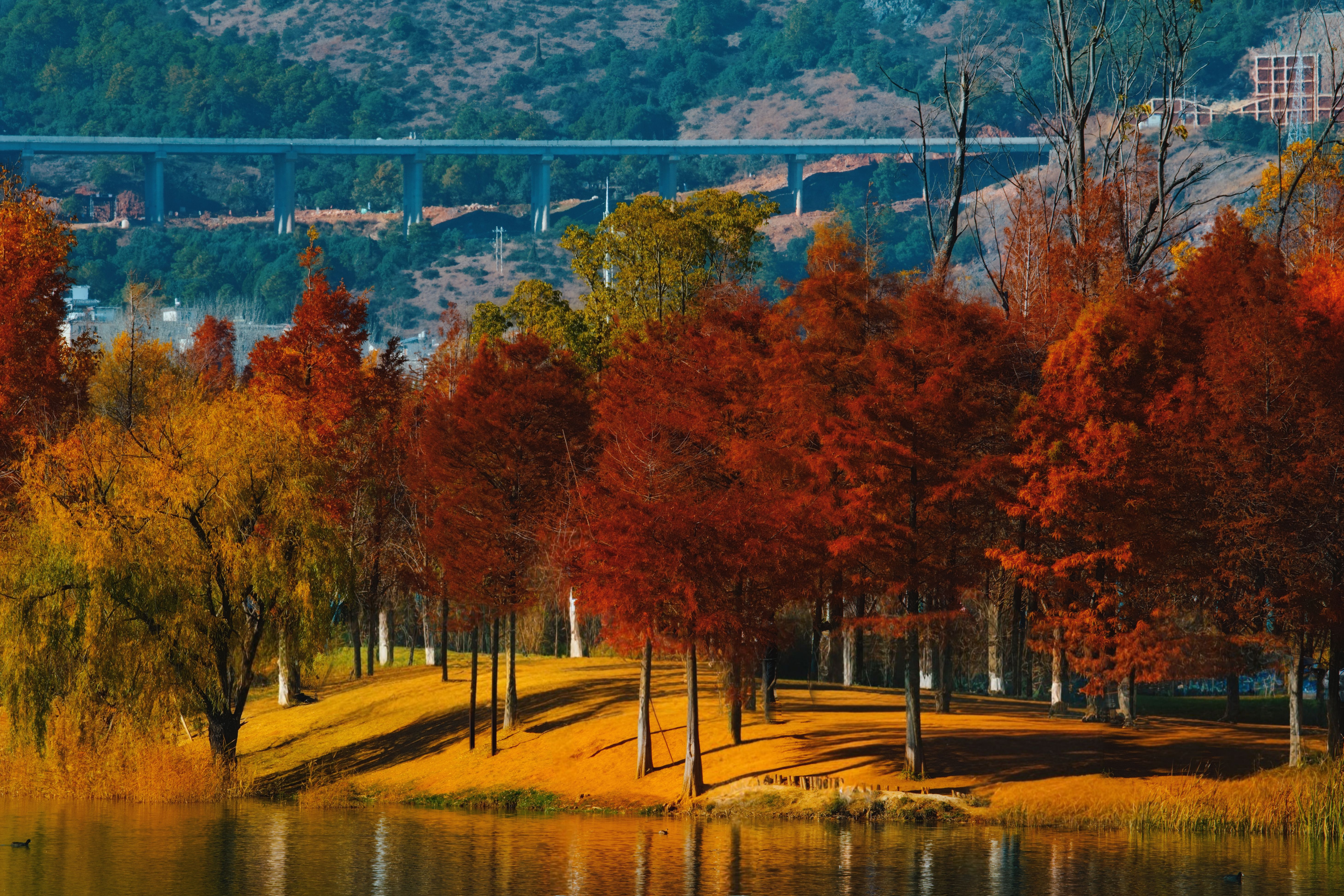 Scenic Autumn Landscape with Vibrant Foliage · Free Stock Photo