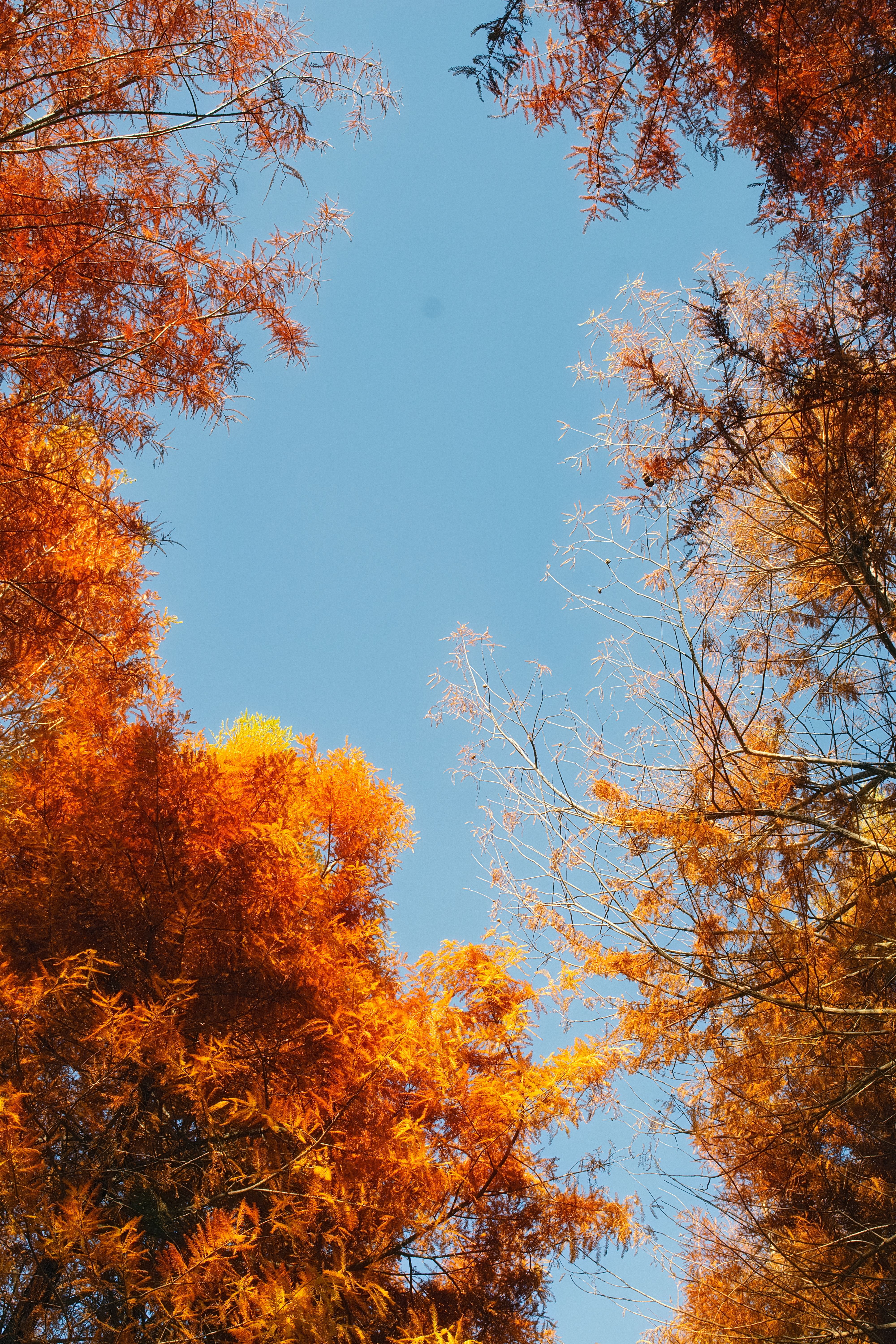 Fotomural Hojas de otoño naranjas y amarillas contra un cielo azul claro, mostrando la belleza del otoño.