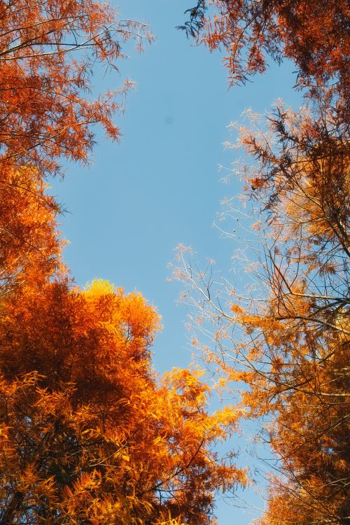 Free Orange and yellow autumn leaves against a clear blue sky, showcasing the beauty of fall. Stock Photo