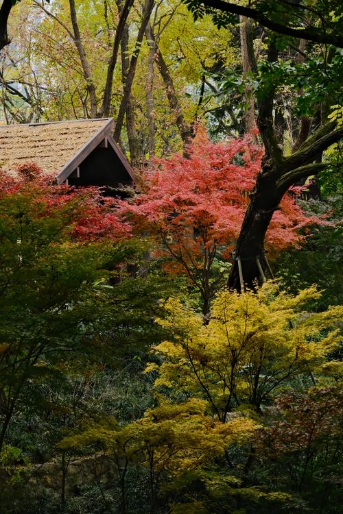 Free Colorful autumn foliage with rustic cabin amidst vibrant maple trees. Stock Photo