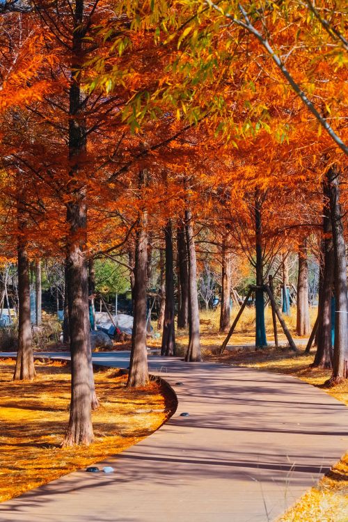 Free A picturesque autumn pathway surrounded by vibrant orange and yellow trees, perfect for seasonal travel. Stock Photo
