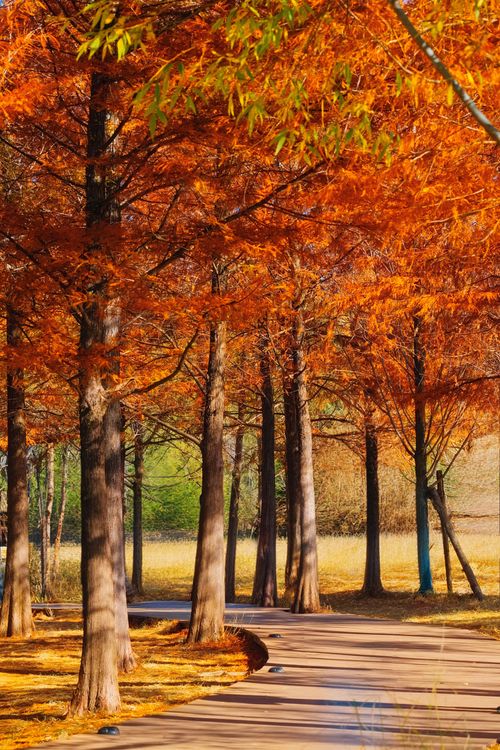 Free Beautiful autumn pathway through a vibrant forest with vivid fall foliage. Stock Photo