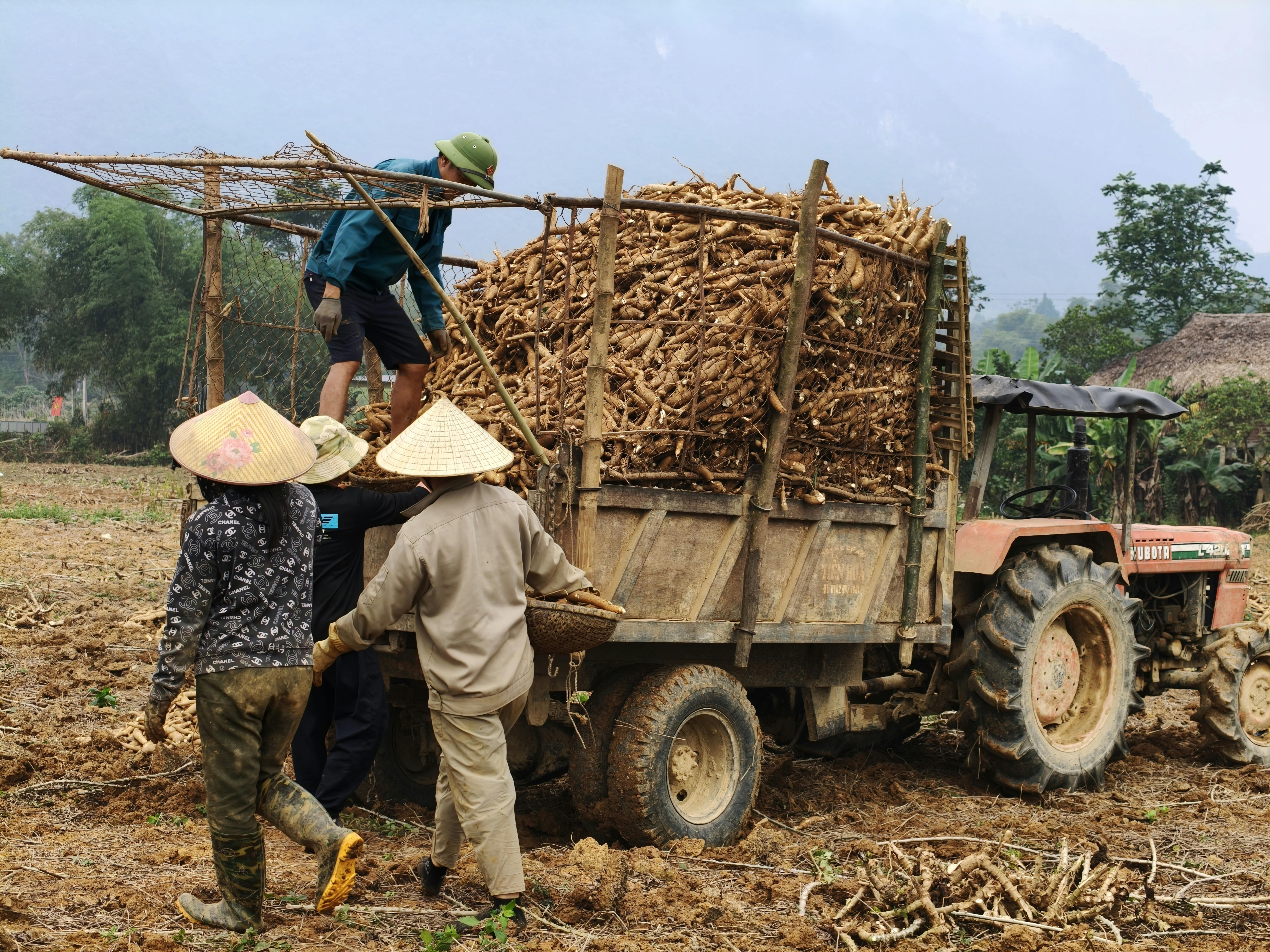 Farm workers load cassava onto a tractor trailer in a rural field. Agricultural scene.